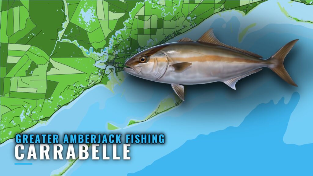Greater Amberjack Fishing Out of Carrabelle: Where to Run