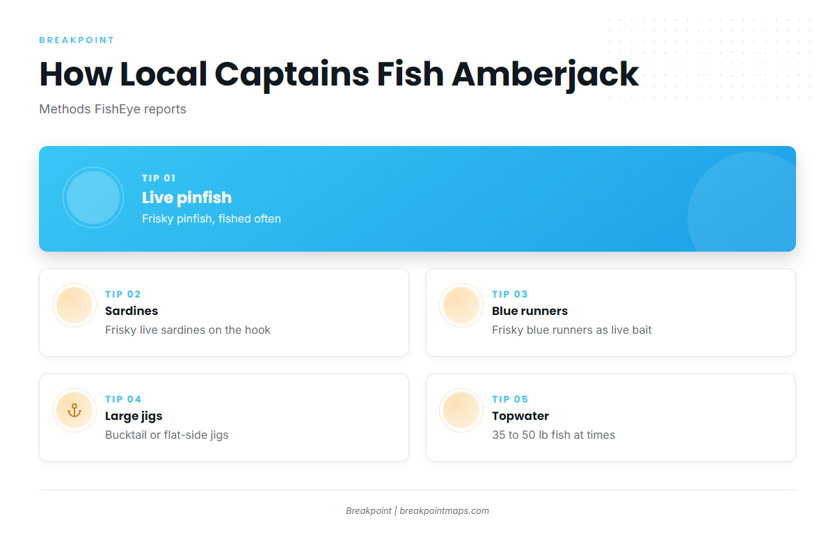 How amberjack are fished out of Clearwater