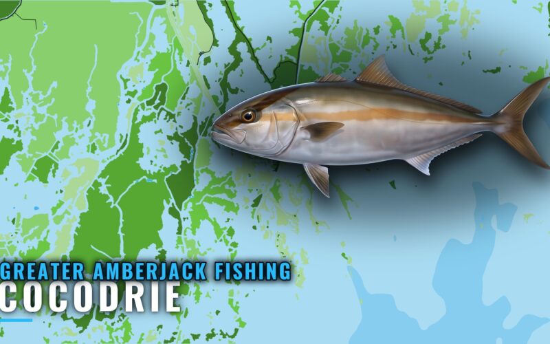 Greater Amberjack Fishing Out of Cocodrie: Rigs and Reefs