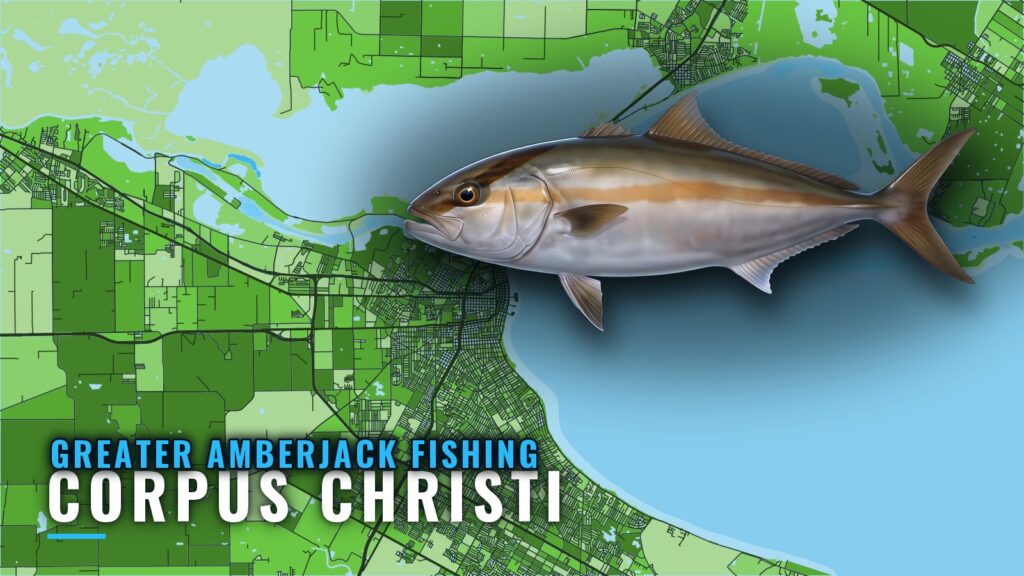 Greater Amberjack Fishing Out of Corpus Christi: The Grounds