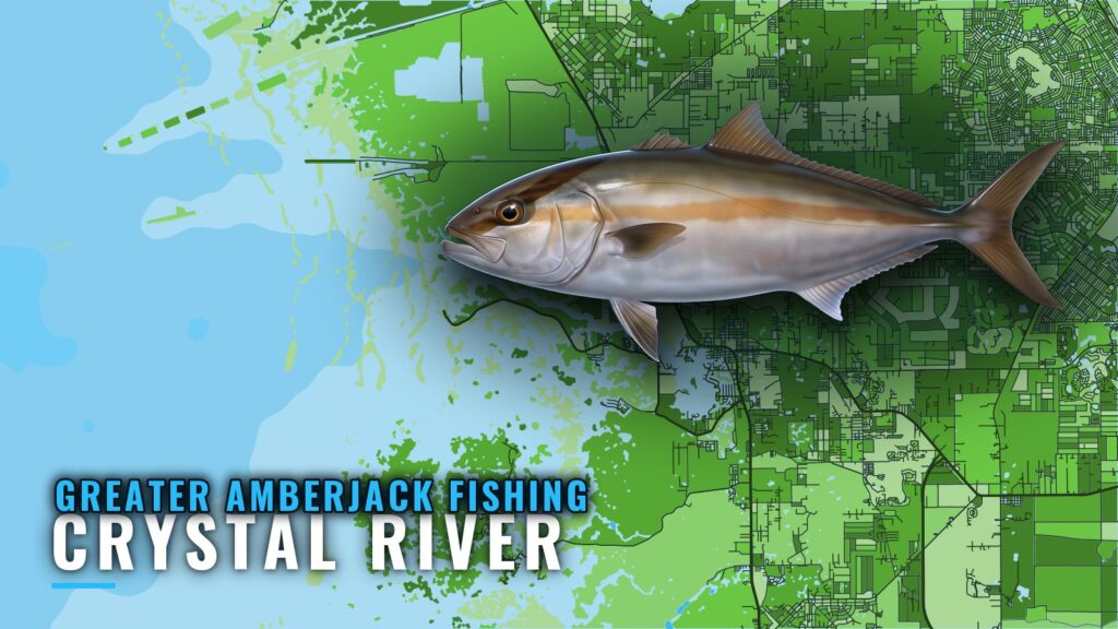 Greater Amberjack Fishing Out of Crystal River, Florida