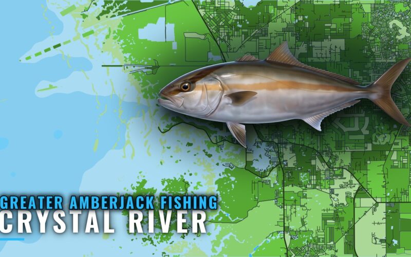 Greater Amberjack Fishing Out of Crystal River, Florida