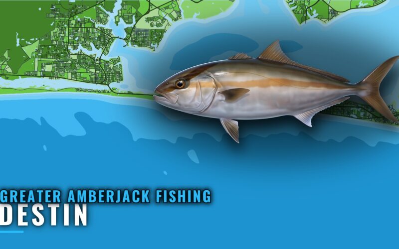 Greater Amberjack Fishing Out of Destin: Reefs and Runs