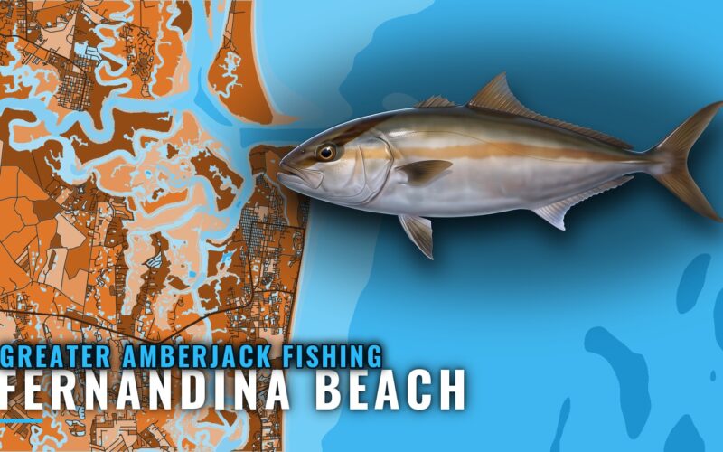 Greater Amberjack Fishing Out of Fernandina Beach