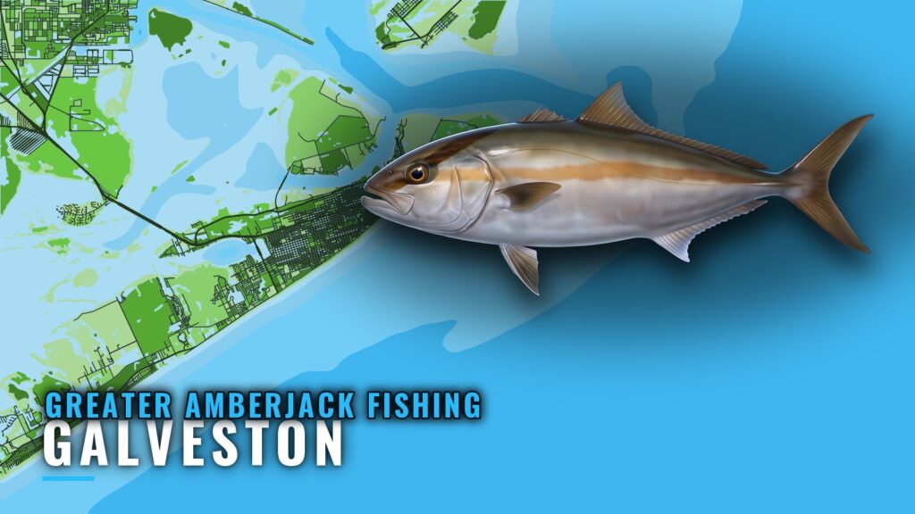 Greater Amberjack Fishing Out of Galveston: Where to Run