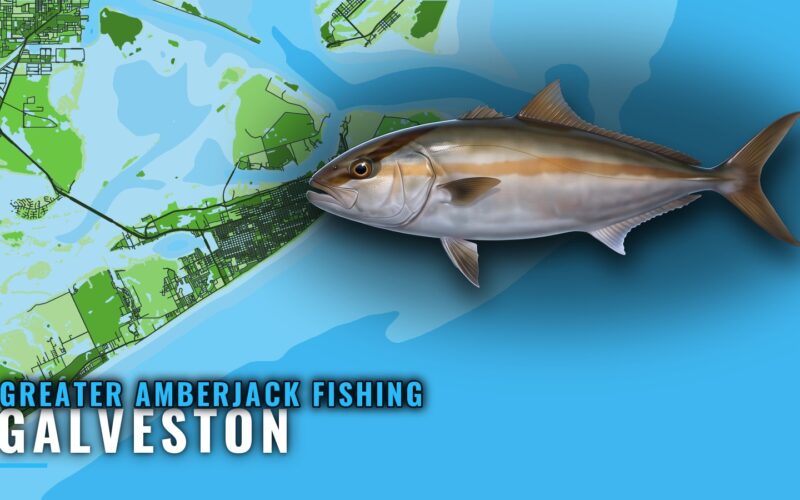 Greater Amberjack Fishing Out of Galveston: Where to Run