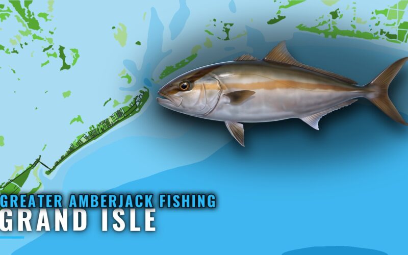 Greater Amberjack Fishing Out of Grand Isle: Rigs, Depths