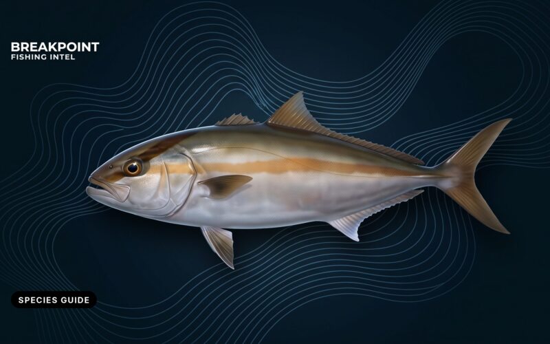 Greater Amberjack Fishing Guide: ID, Tactics and Rules
