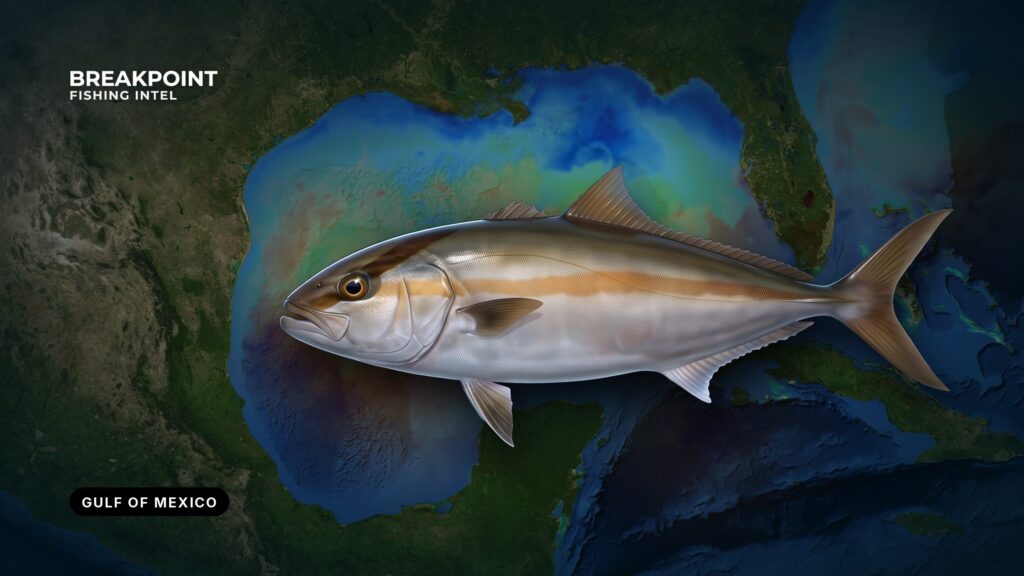 Greater amberjack fishing in the Gulf of Mexico: A guide