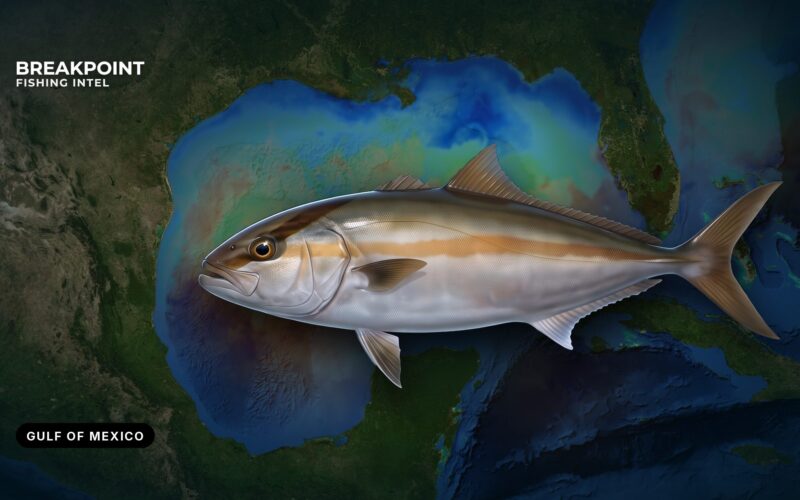 Greater amberjack fishing in the Gulf of Mexico: A guide