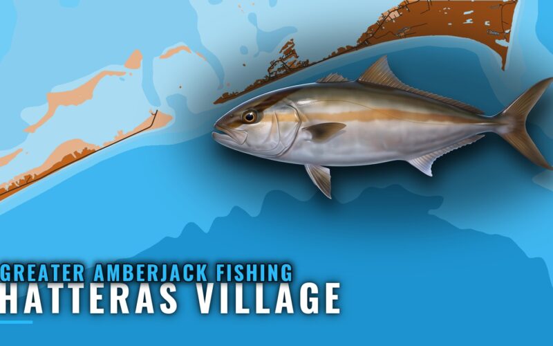 Greater Amberjack Fishing Out of Hatteras Village, NC