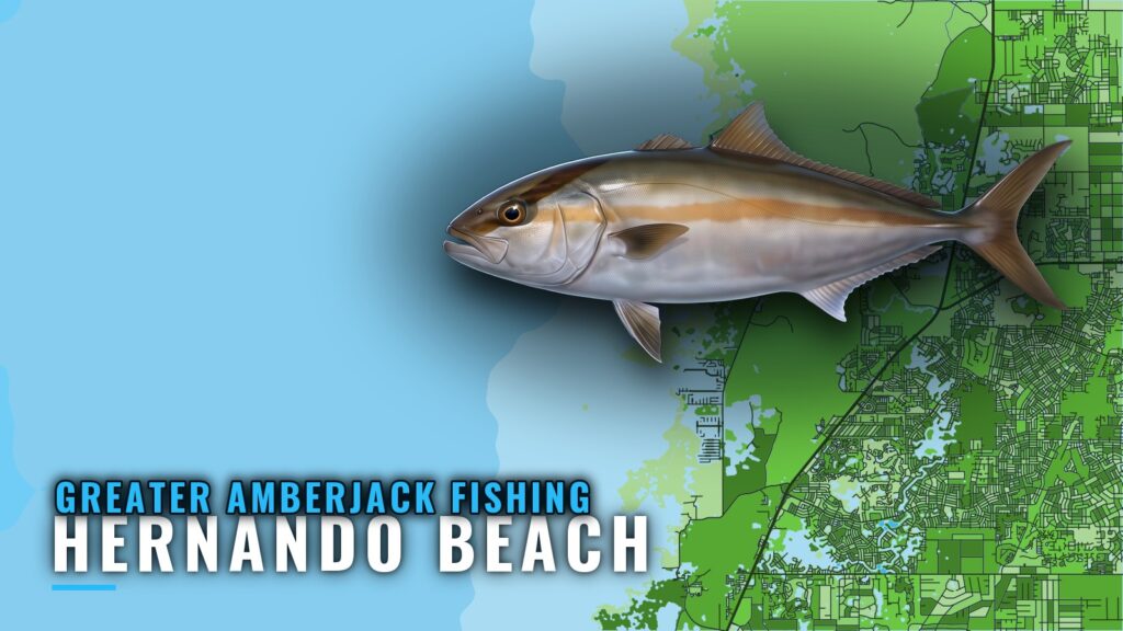 Greater Amberjack Fishing Out of Hernando Beach: The Reefs