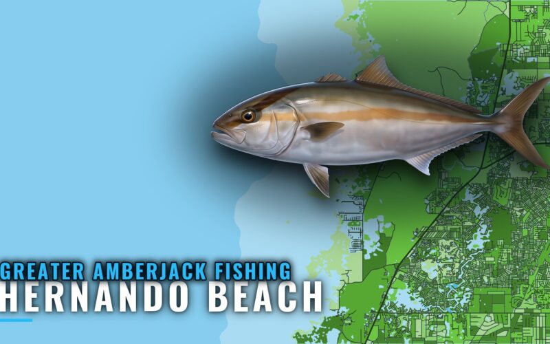 Greater Amberjack Fishing Out of Hernando Beach: The Reefs