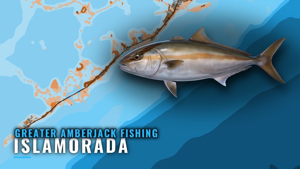 Greater Amberjack Fishing Out of Islamorada: Wrecks, Depth