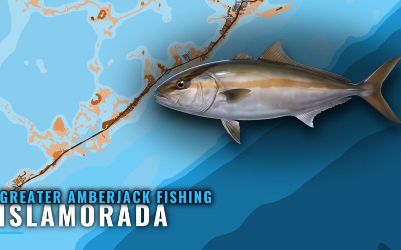 Greater Amberjack Fishing Out of Islamorada: Wrecks, Depth