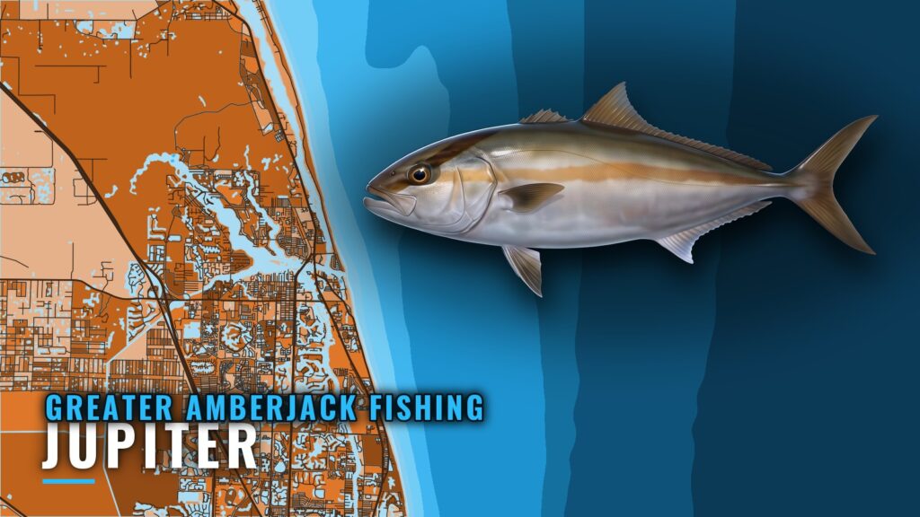 Greater amberjack fishing out of Jupiter: reefs and ledges