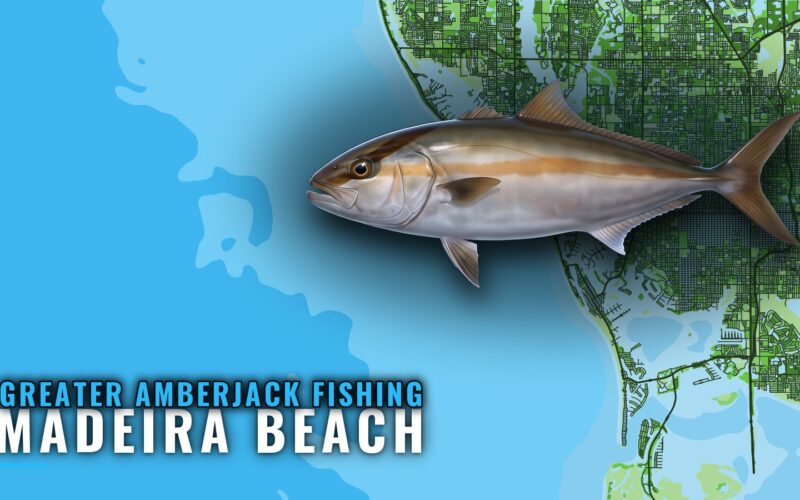 Greater Amberjack Fishing Out of Madeira Beach