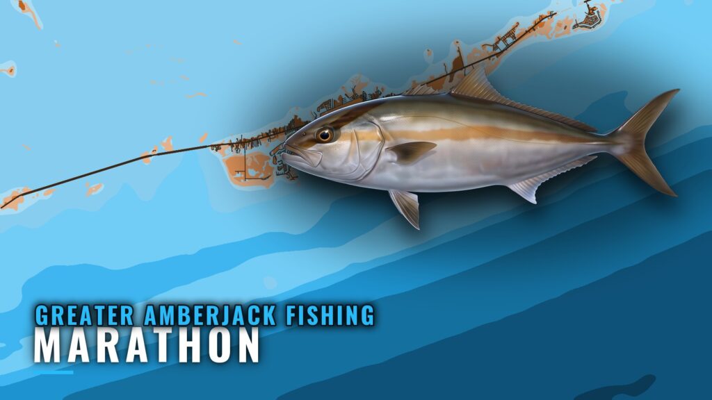 Greater Amberjack Fishing out of Marathon, by Depth