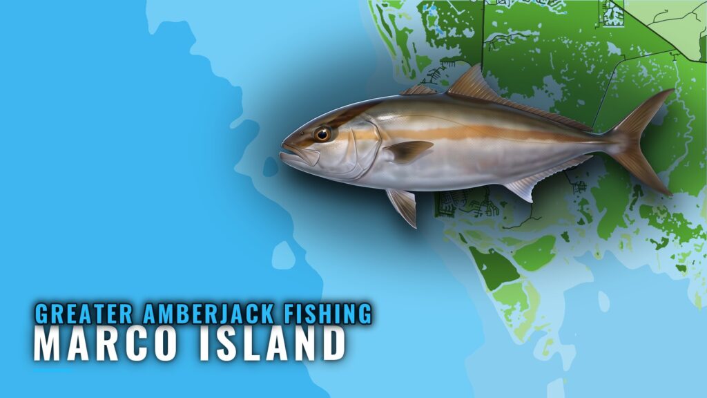Greater Amberjack Fishing out of Marco Island: Run Planning