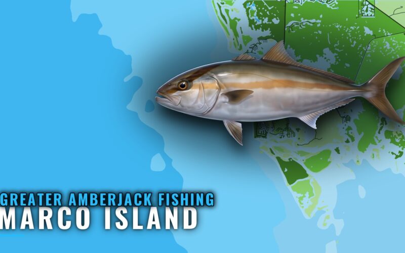 Greater Amberjack Fishing out of Marco Island: Run Planning