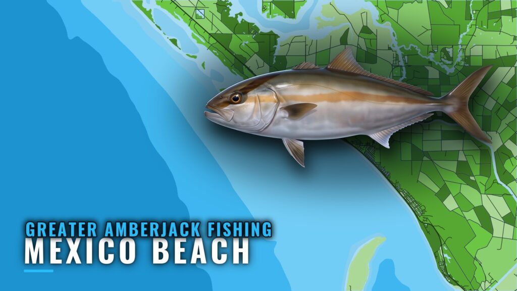 Greater amberjack fishing out of Mexico Beach, Florida