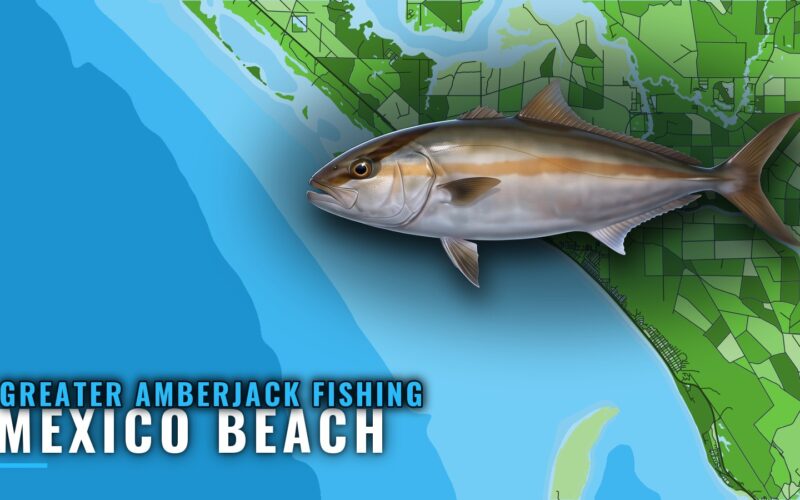 Greater amberjack fishing out of Mexico Beach, Florida