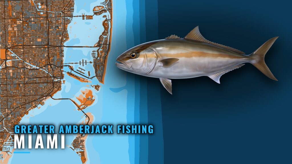 Greater Amberjack Fishing Out of Miami: Wrecks and Reefs