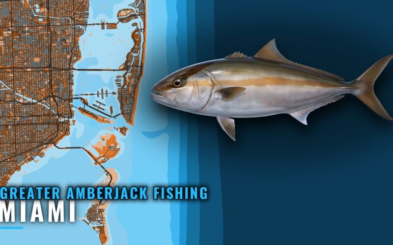 Greater Amberjack Fishing Out of Miami: Wrecks and Reefs