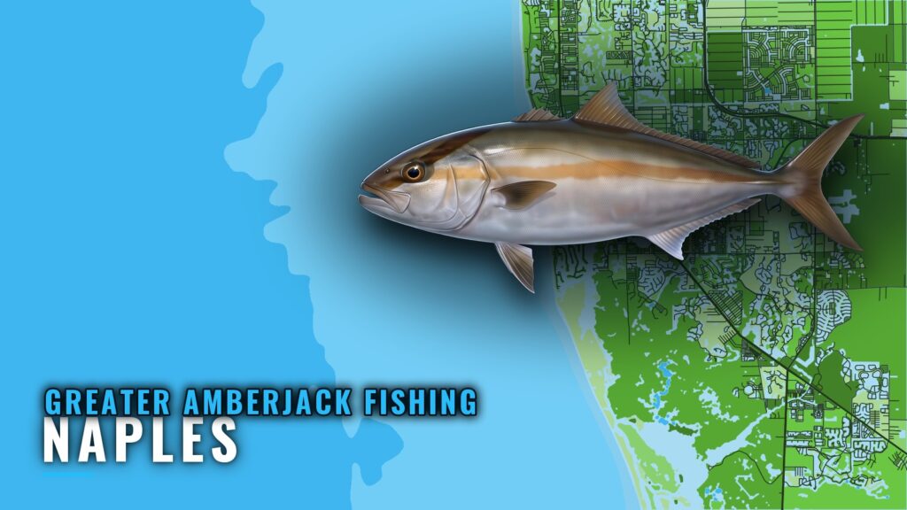 Greater Amberjack Fishing Out of Naples: Season and Grounds
