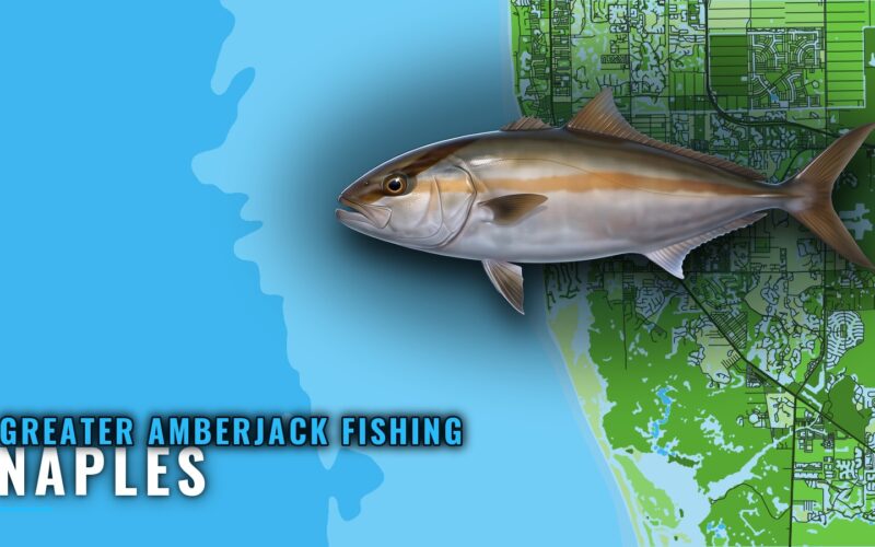 Greater Amberjack Fishing Out of Naples: Season and Grounds
