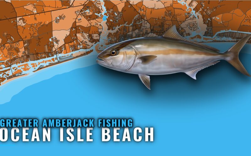 Greater amberjack fishing out of Ocean Isle Beach, NC
