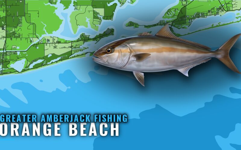 Greater Amberjack Fishing Out of Orange Beach: Where to Run