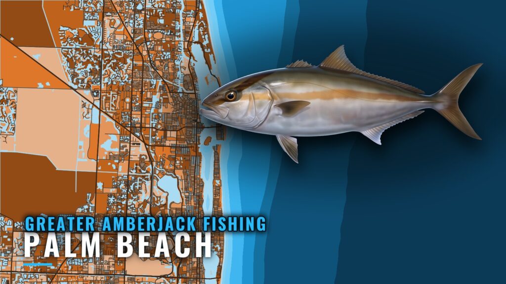 Greater Amberjack Fishing Out of Palm Beach: Where to Run