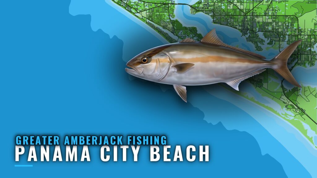 Greater Amberjack Fishing Out of Panama City Beach: Reefs