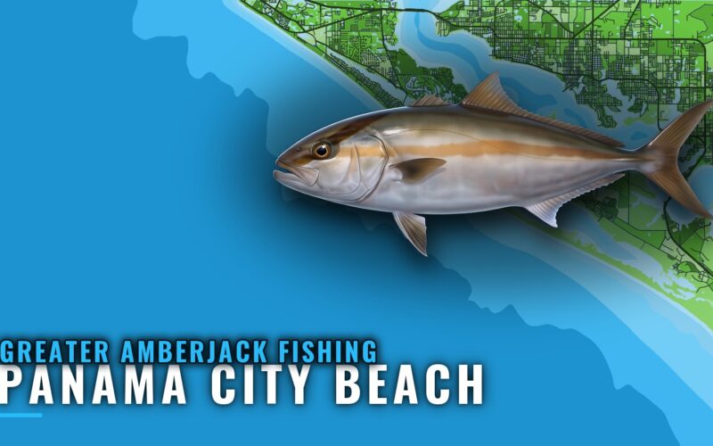 Greater Amberjack Fishing Out of Panama City Beach: Reefs