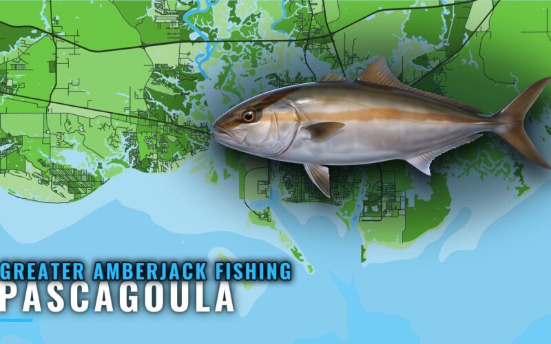 Greater Amberjack Fishing Out of Pascagoula: The Grounds