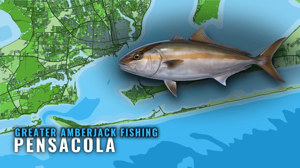 Greater Amberjack Fishing Out of Pensacola: Reefs and Runs