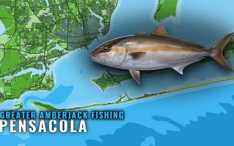 Greater Amberjack Fishing Out of Pensacola: Reefs and Runs