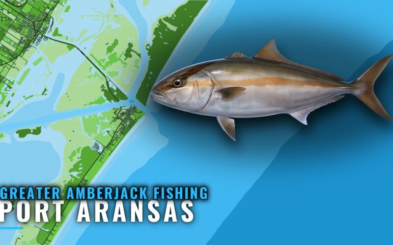 Greater Amberjack Fishing Out of Port Aransas: Reefs, Runs