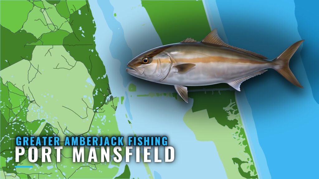 Greater Amberjack Fishing Out of Port Mansfield, Texas