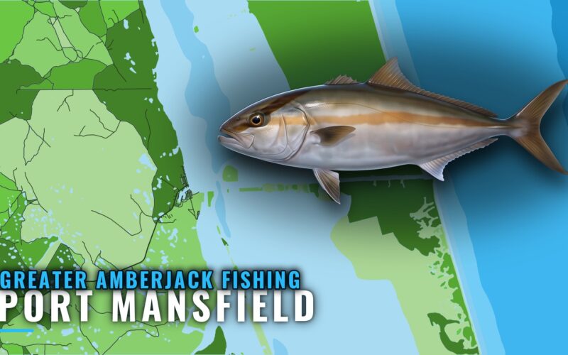 Greater Amberjack Fishing Out of Port Mansfield, Texas