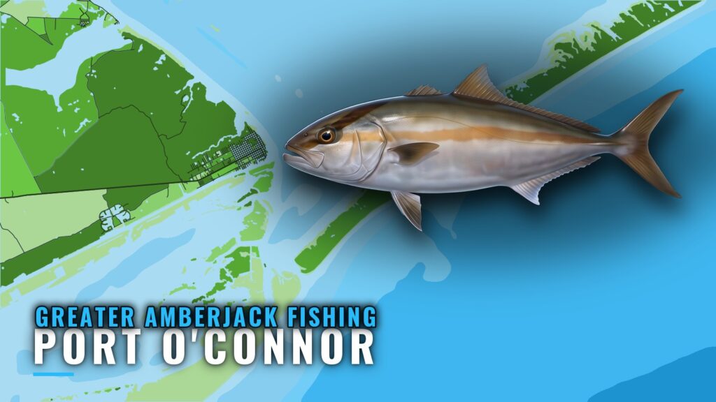 Greater Amberjack Fishing Out of Port O’Connor, Texas