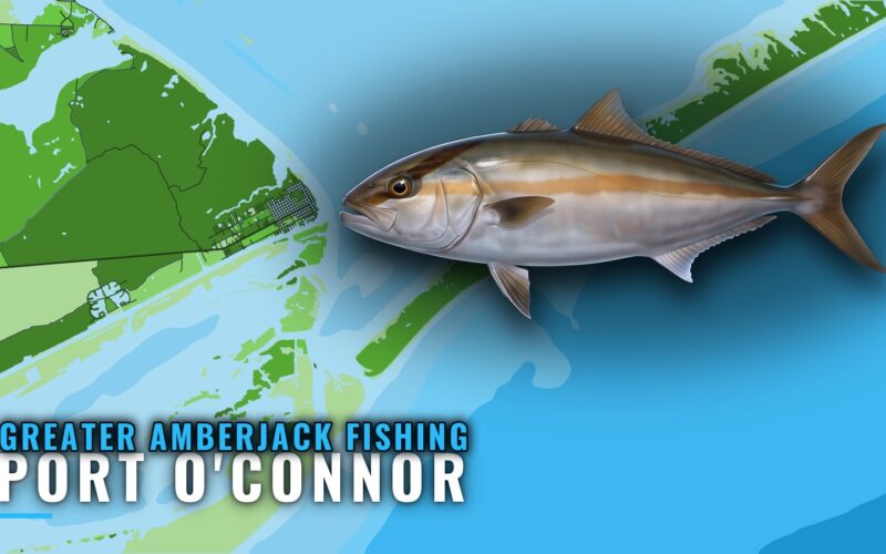Greater Amberjack Fishing Out of Port O’Connor, Texas