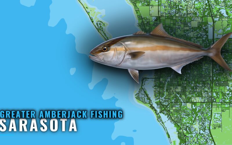 Greater Amberjack Fishing Out of Sarasota: Wrecks and Marks