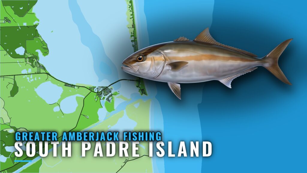 Greater Amberjack Fishing Out of South Padre Island Guide