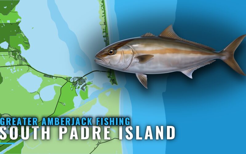 Greater Amberjack Fishing Out of South Padre Island Guide