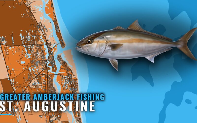 Greater Amberjack Fishing out of St. Augustine: Reef Guide