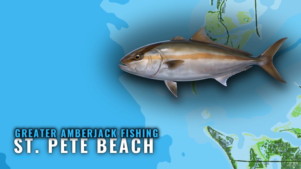 Greater Amberjack Fishing out of St. Pete Beach: Nohab