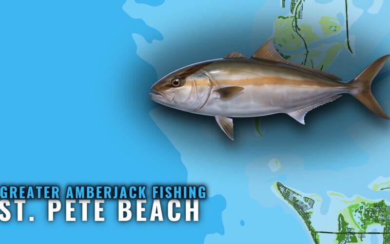 Greater Amberjack Fishing out of St. Pete Beach: Nohab