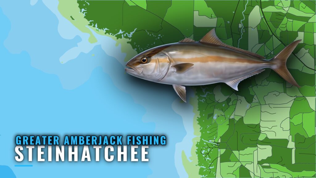 Greater Amberjack Fishing Out of Steinhatchee, Florida